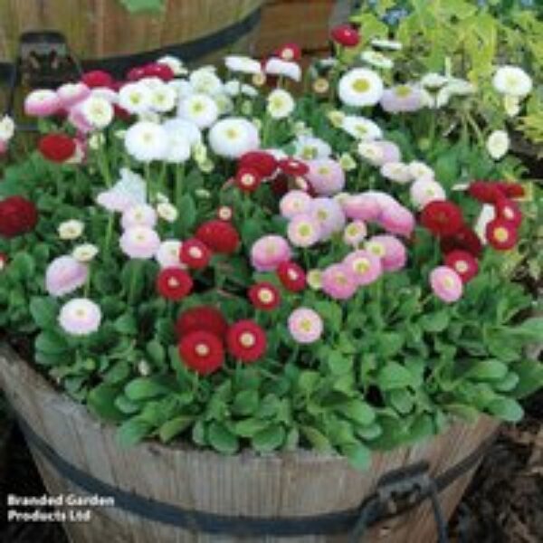 Bellis 'Bellisima Mixed'