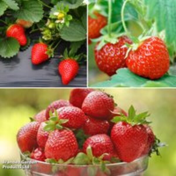 Strawberry Full Season Collection