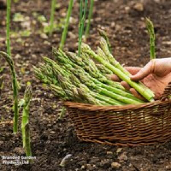 Asparagus officinalis 'Guelph Millennium' (Spring Planting)