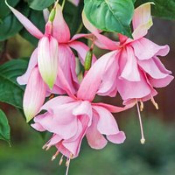 Fuchsia 'Pink Elephant'