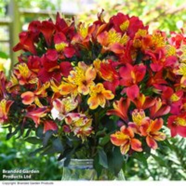 Alstroemeria 'Summer Trio'