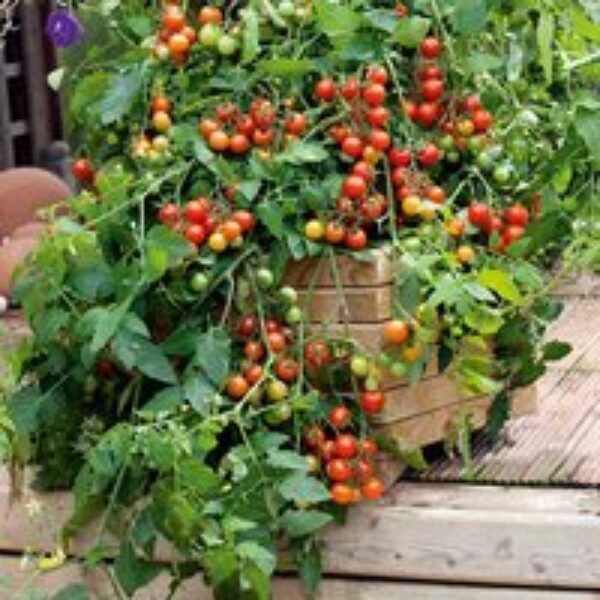 Tomato 'Lizzano' F1 (Grafted)