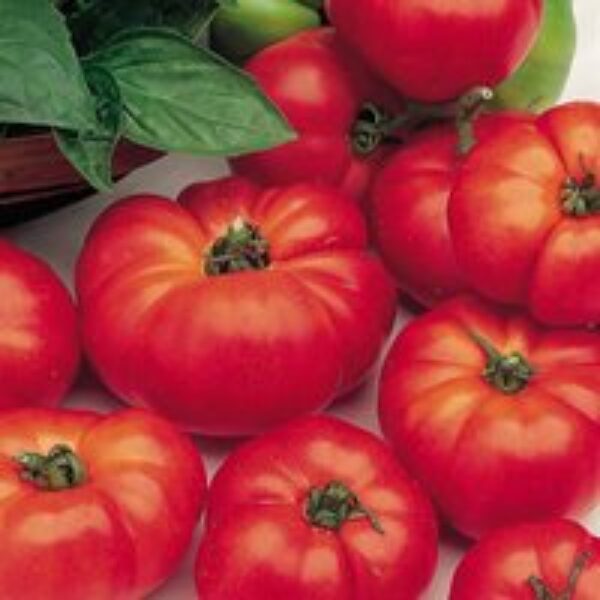 Tomato 'Marmande'