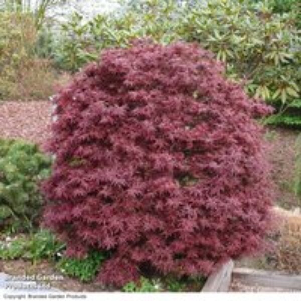 Acer palmatum 'Shaina'