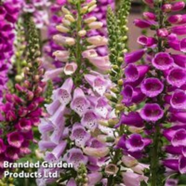 Foxglove 'Dalmatian Mixed'