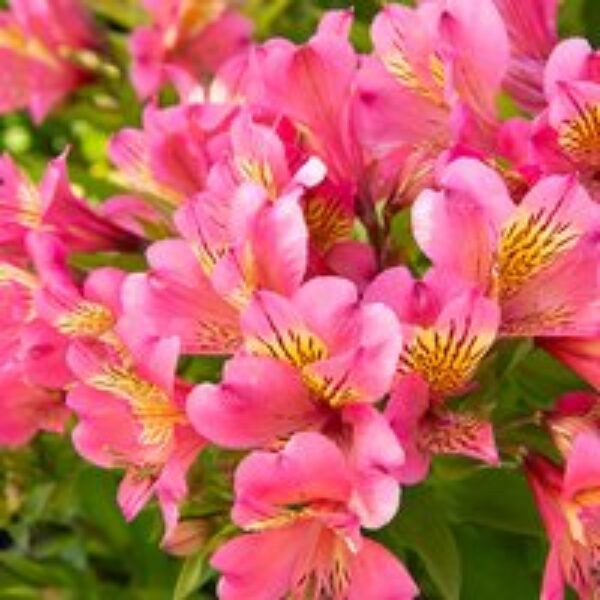 Alstroemeria 'Summer Rose'