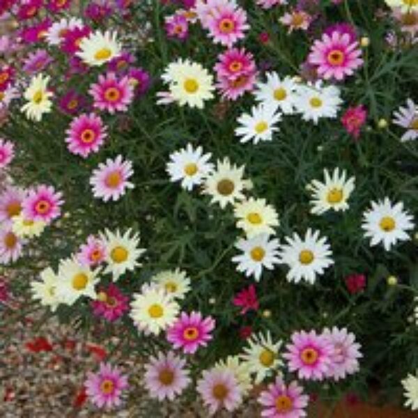 Argyranthemum Aramis Collection