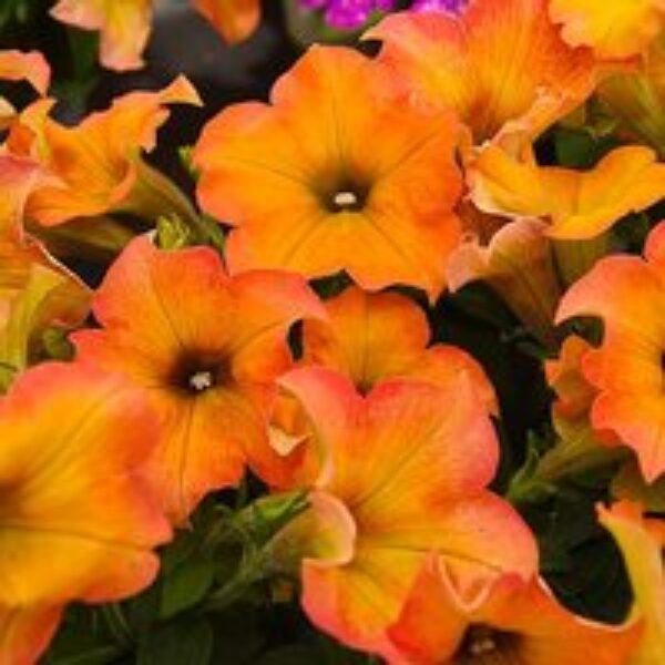 Petunia ?Crazytunia® Terracotta?