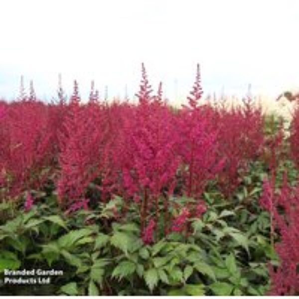 Astilbe japonica 'Elisabeth van Veen'