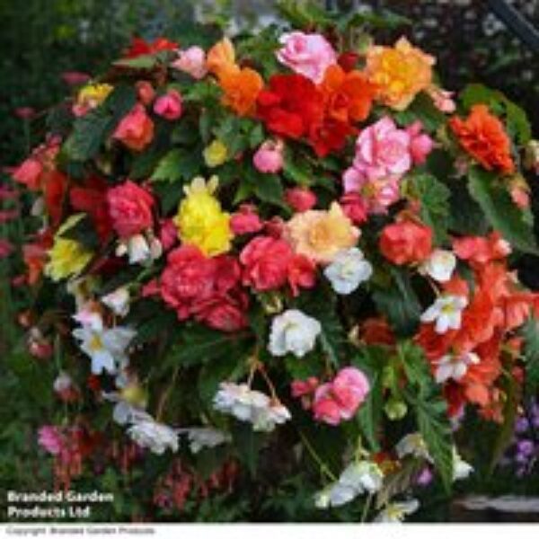 Begonia 'Sun Dancer Mixed'