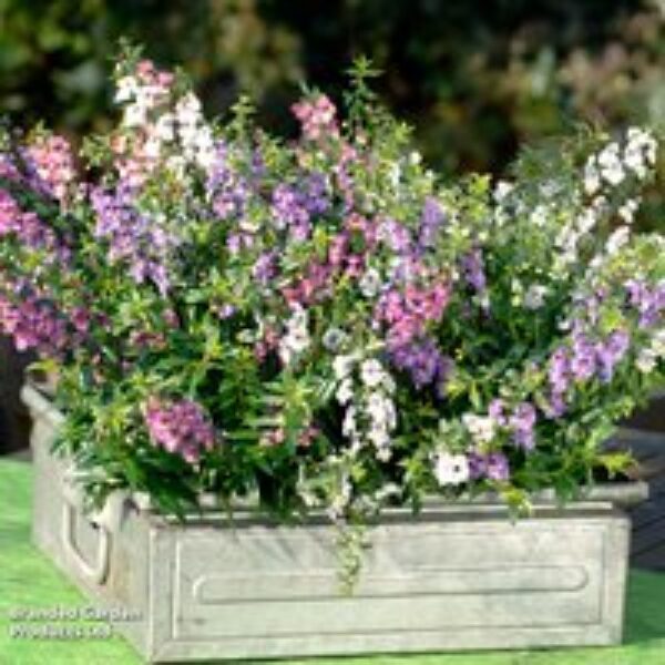 Angelonia 'Serena Mix'