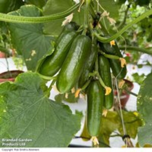 Cucumber 'Cumini'