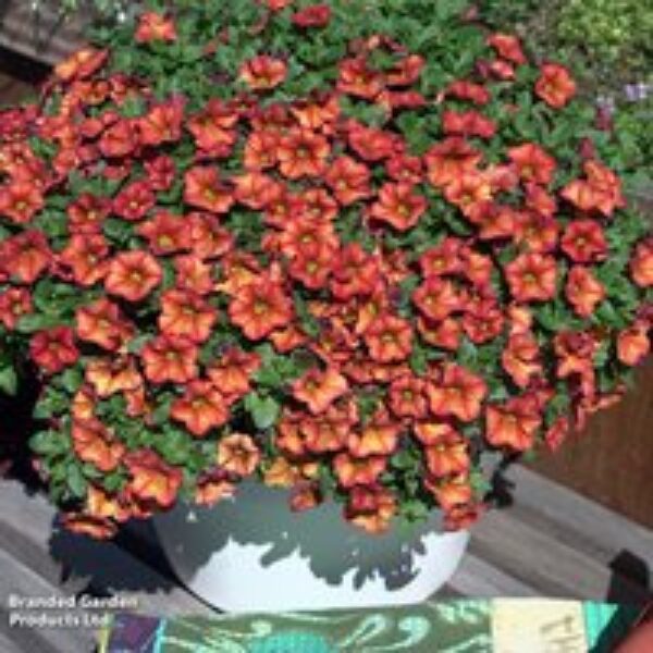 Calibrachoa 'Uno Bakari'