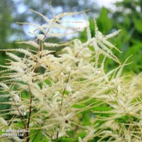 Aruncus dioicus