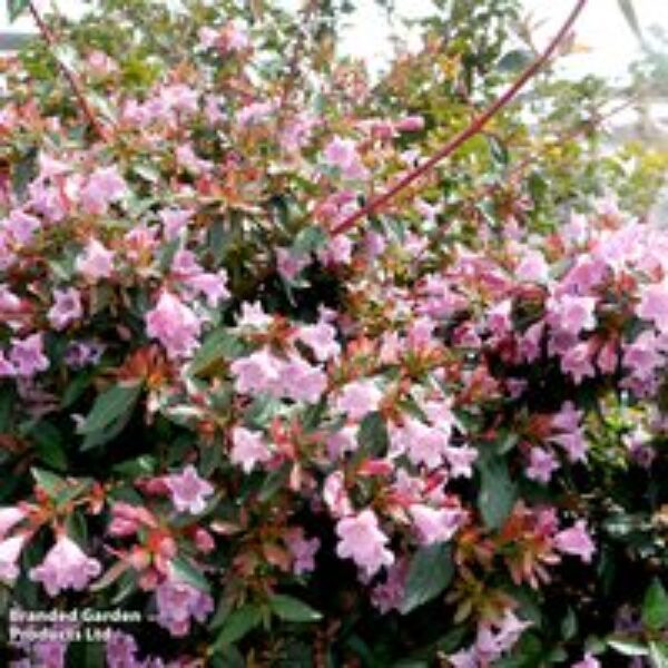 Abelia 'Edward Goucher'