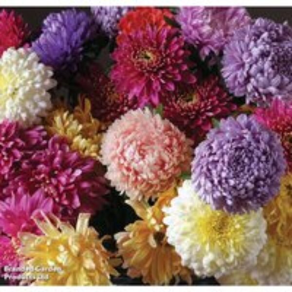 Aster 'Duchess Mixed Colours' - Seeds