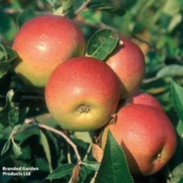 Apple 'Laxton's Superb'