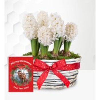 Winter Hyacinth Basket with Card