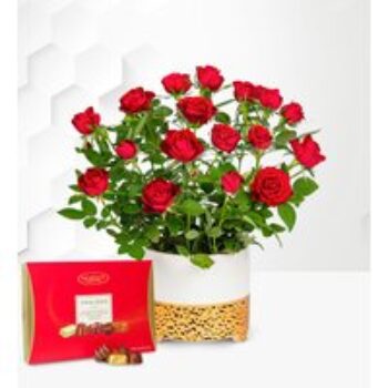 Christmas Red Rose Plant with Chocolates