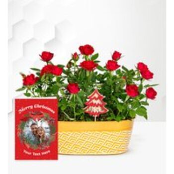 Festive Rose Duo with Card