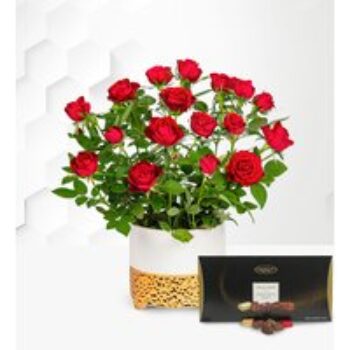 Christmas Red Rose Plant with Luxury Chocs