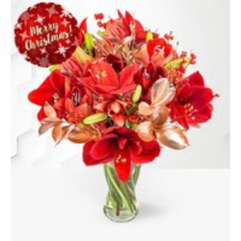 Amaryllis Allure & Balloon