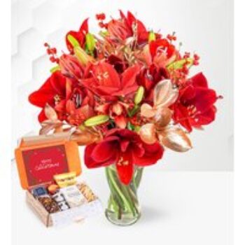 Amaryllis Allure & Festive Tea