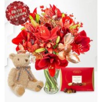 Amaryllis Deluxe Gift