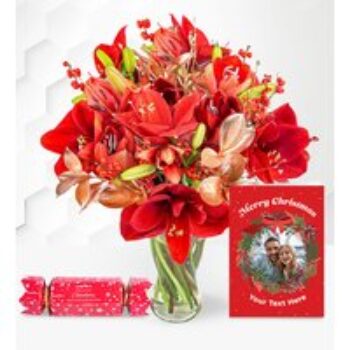 Amaryllis Allure & Festive Treats