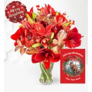 Amaryllis Allure Celebration Gift