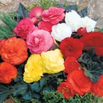 Begonia 'Nonstop Mocca Mixed' F1 - Pellet Seeds