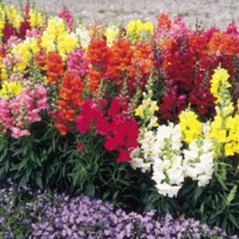 Antirrhinum 'Sonnet Mixed' F1 - Seeds