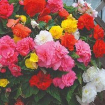 Begonia 'Nonstop Mixed' F1 - Seeds