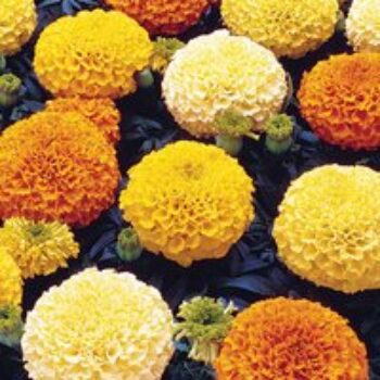 Marigold (African) 'Marvel Mixed' F1 - Seeds