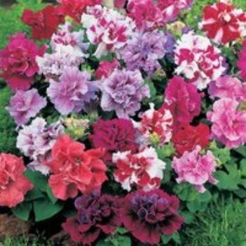 Petunia 'Duo Mixed' F1 - Seeds