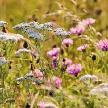 Fragrant Flowers Mix - Seeds