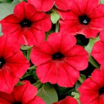 Petunia 'Tidal Wave Red Velour' F1 - Seeds