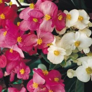 Begonia 'Super Olympia Mix' F1 - Pellet Seeds