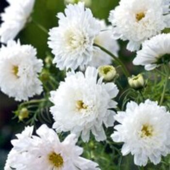 Cosmos 'White Knight' - Seeds