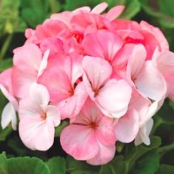 Geranium 'Pinto White To Rose' F1 - Seeds