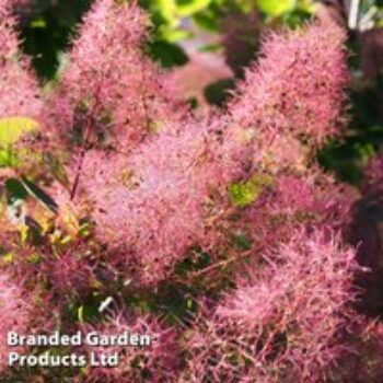 Cotinus coggygria