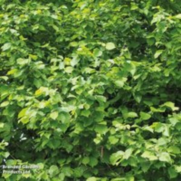 Corylus avellana (Hedging)