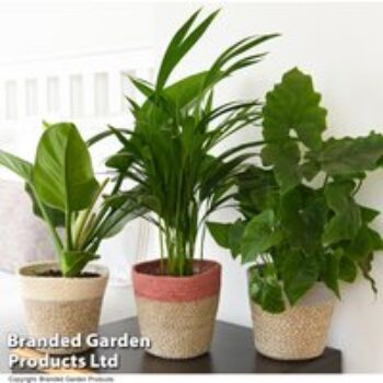 Calm Space Green Houseplant Mix in Decorative Wicker Basket