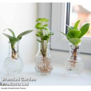 Hydroponic Collection Trio