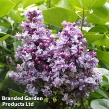 Lilac 'Katherine Havemeyer'