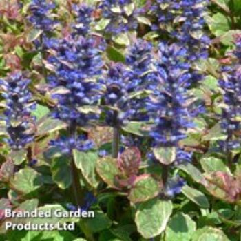 Ajuga reptans 'Burgundy Glow'