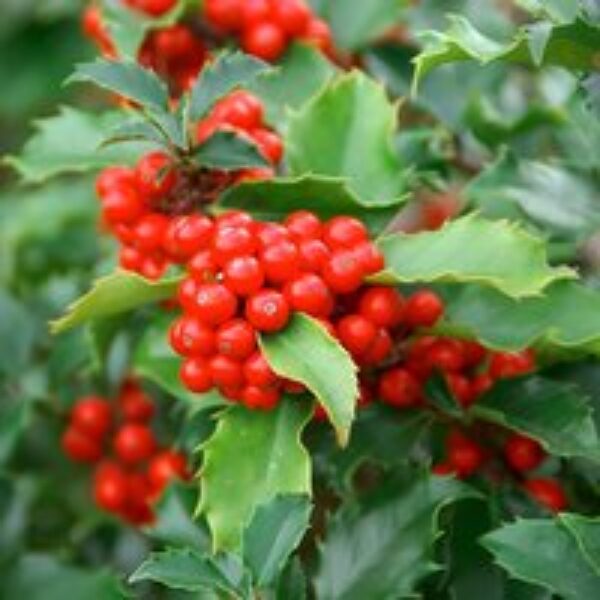 Holly (Hedging)