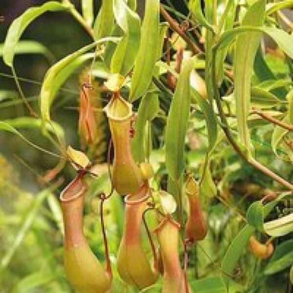 Nepenthes Alata