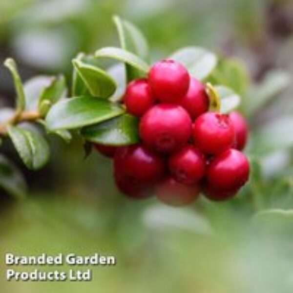 Lingonberry 'Ida'