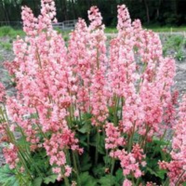 Heucherella 'Pink Revolution'